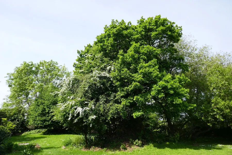 Die uralte Eiche in der Mitte des Gartens