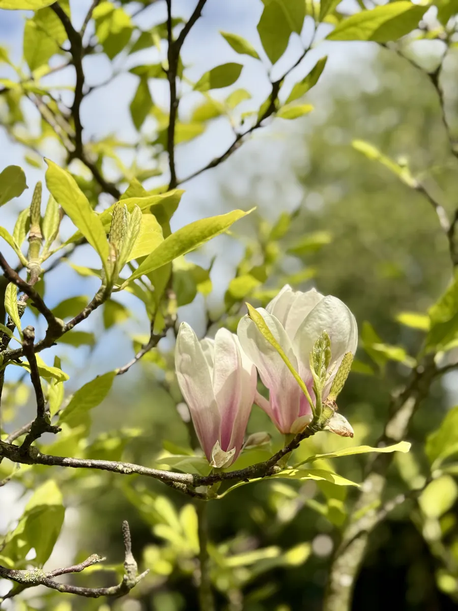 Blühende Magnolie im Garten von La Benoîterie