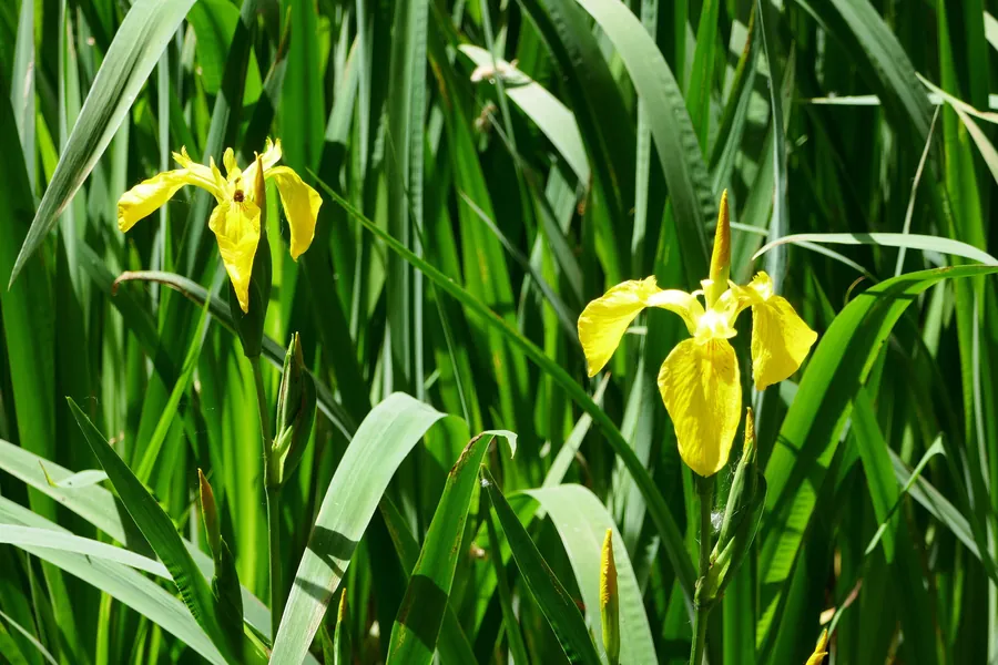 Schwertlilien am eingezäunten Teich von La Benoîterie