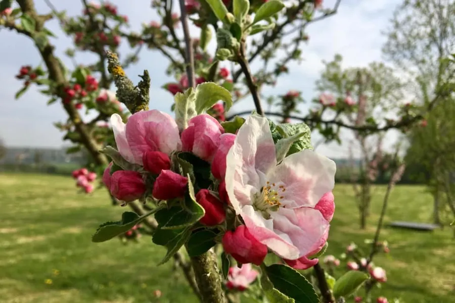 Apfelblüte im Garten von Maison les Grues