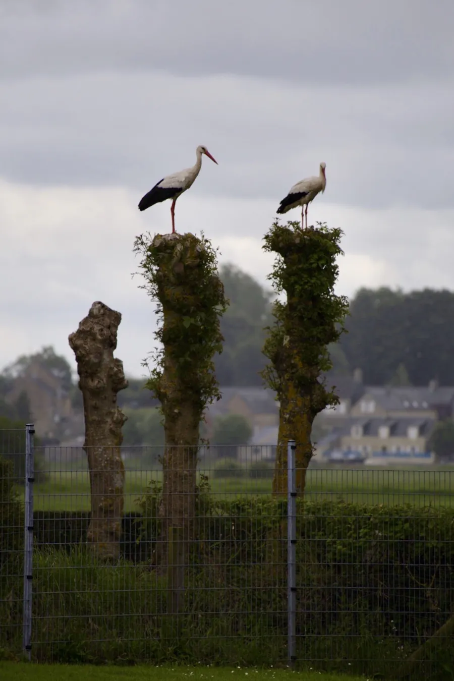 Störche zu Besuch auf der Wiese hinter Maison les Grues