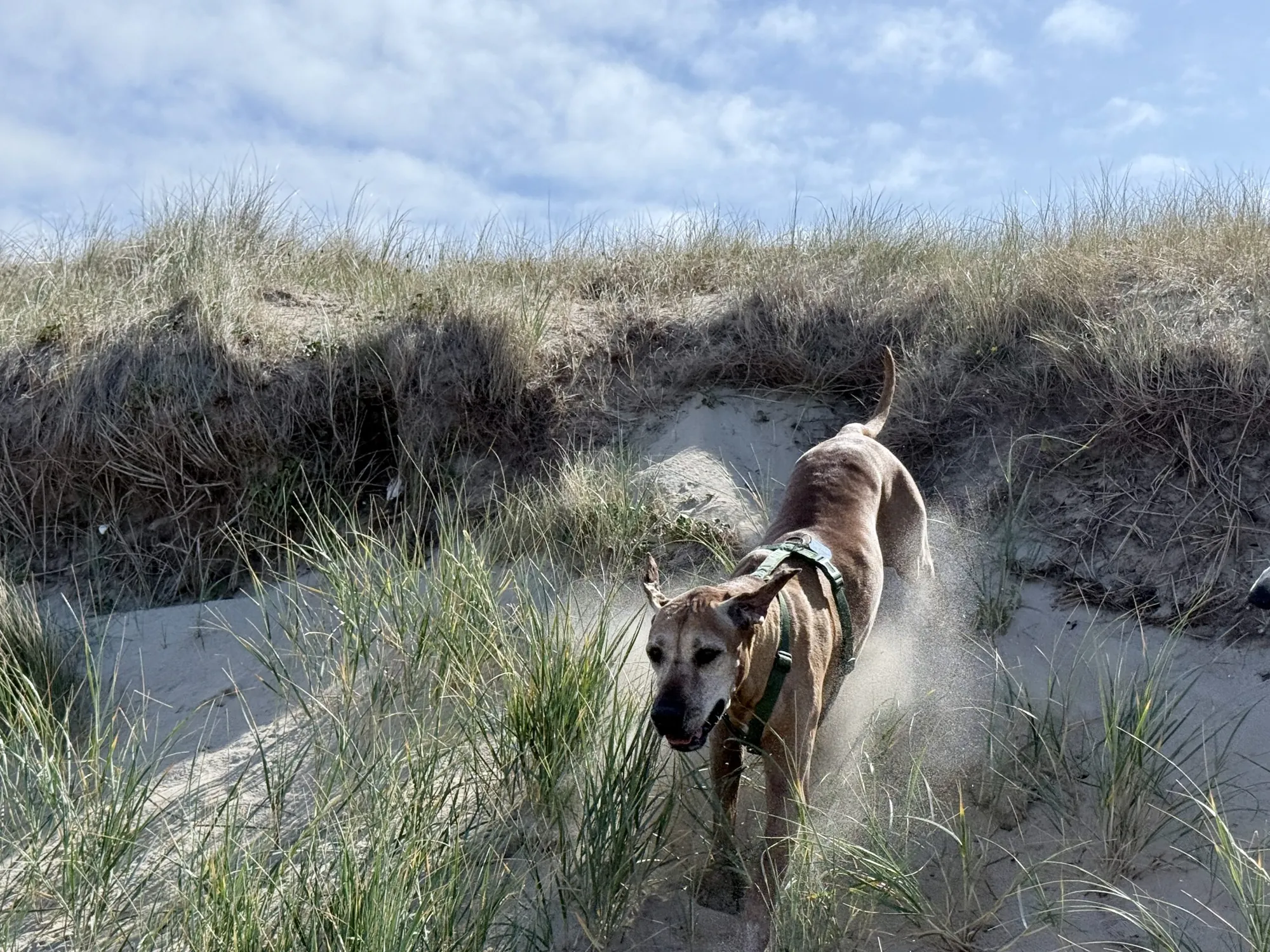 Hund in den Dünen an der Westküste des Cotentin
