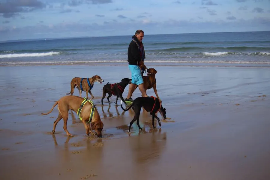Volker Kranich am Strand mit den Hunden